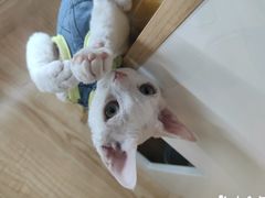 -山宅一喵德文卷毛猫舍