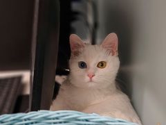 -纳吉亚猫专科动物医院·北北分院