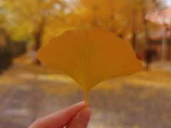 -三里屯东五街银杏大道