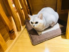 -滚猫咖啡·猫咖·猫友好撸猫(未来城店)