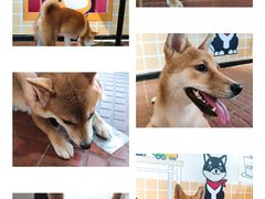 -柴犬高等学院·狗咖·柴犬售卖·宠物训练