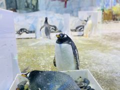 -芜湖新华联大白鲸海洋公园
