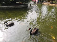 -深圳野生动物园