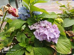 -Ambra Haus琥珀屋精酿餐厅(宝山店)