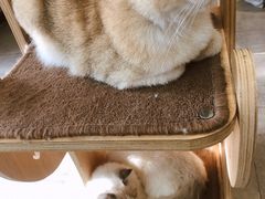 -飞行喵MR PILOT|猫舍·猫咖(静安大融城店)
