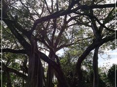 -瑞丽独树成林风景区