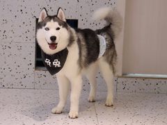-Husky Go!哈士奇体验馆·宠物咖啡厅狗咖
