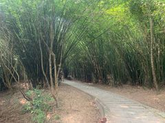-广州市石门国家森林公园
