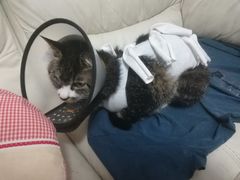 -关爱宠物医院·猫科中心·消化科(滨湖万达分院)