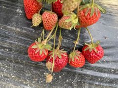 -小鱼草莓采摘园农家乐·小鱼餐厅