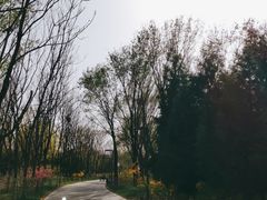 -大兴滨河森林公园