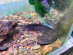-上海大自然野生昆虫馆(东方明珠·爬宠昆虫探索中心)