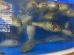 -阳光海鲜城(太仓万达店)