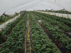 -小鱼草莓采摘园农家乐·小鱼餐厅