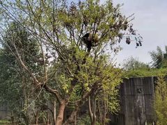 -都江堰中华大熊猫苑