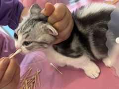 -北京观赏动物医院·24小时大型综合·猫专科·异宠专科