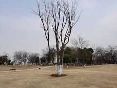 -盘龙城国家考古遗址公园