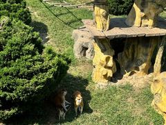 -大连森林动物园