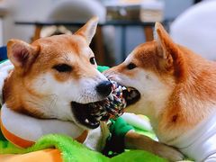 -逗柴咖啡屋·狗咖猫咖宠物桌游