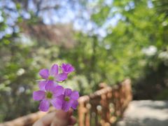 -铁山坪森林公园