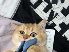 -猫十亿·布偶金渐层·曼基康矮脚猫舍(青年路店)