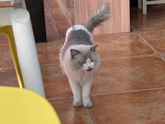 -莱姆星桌游·拼豆·团建