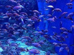 -成都浩海立方海洋公园