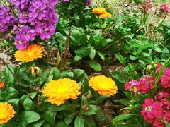 -青花椒花椒鱼(合生汇店)