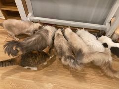 -Cappucimeow猫咪咖啡馆(韦伯时代店)