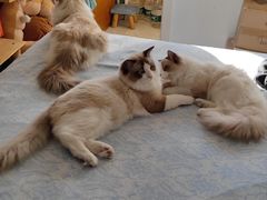 -中农大我爱我爱24h动物医院·中医针灸·猫专科·骨科医疗中心(双井店)