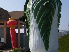 -上海都市菜园
