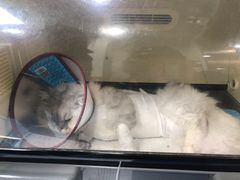 -美联众合动物医院(·中兽医·疑难杂症·严家桥分院)