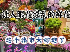 -双季花艺园艺市场(浦东店)