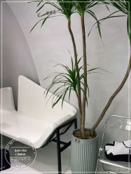 -M造型