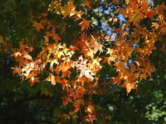 -北京西山国家森林公园