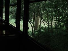 -合肥滨湖国家森林公园