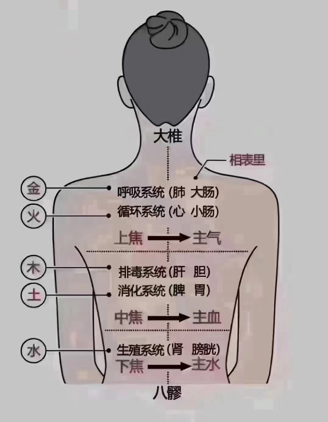 后背涨痛位置图详解图片