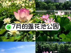 -莲花池公园