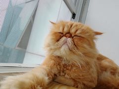 -Heymao猫咖.咖啡厅(东门店)