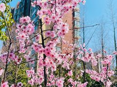 -新江湾城公园