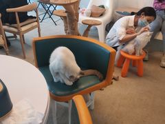 -泰国佛·塔罗·泰牌狐仙古曼