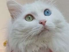 -有猫主题·治愈系猫咖(曾厝垵店)