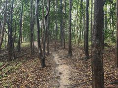 -黄埔油麻山森林公园