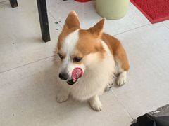 -小梁哥云吞面(黄贝岭店)
