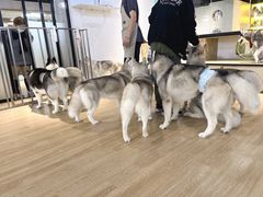 -Husky Go! 哈士奇体验馆·宠物咖啡厅狗咖