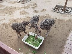 -呀路古热带植物园