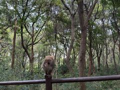 -苏州上方山国家森林公园