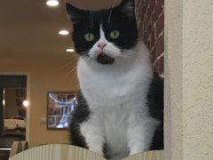 -猫友咖啡店(玉林西路店)