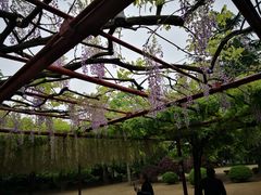 -嘉定紫藤园