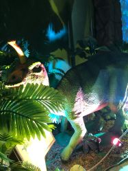 -恐龙探索乐园(磁器口店)